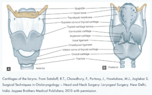 What is an Adam's Apple? Diagram of cartilage of the larynx